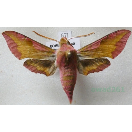 Deilephila porcellus (Linnaeus, 1758) Zmrocznik pazik Czech67l